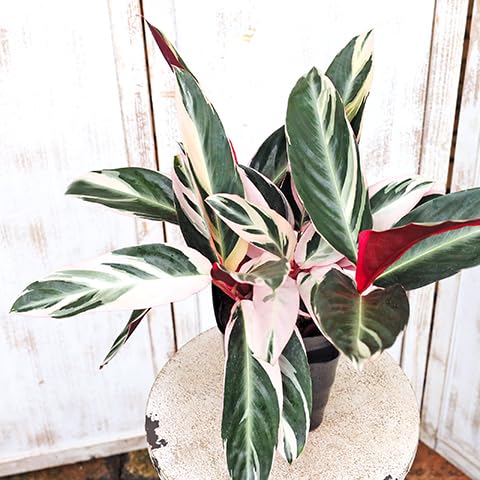 Amazon｜観葉植物 ストロマンテ トリオスター 5号 H45cm｜観葉植物